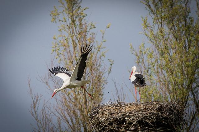 21 Natuurpark Lelystad, ooievaars.jpg